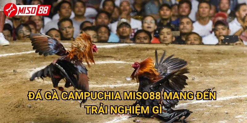 Điều gì khiến đá gà Campuchia Miso88 thu hút người chơi? 2 Đá gà Campuchia Miso88 mang đến trải nghiệm gì?