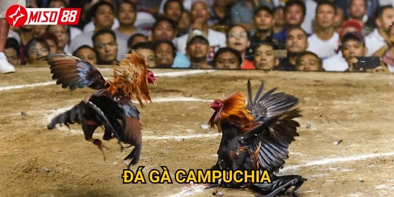 Điều gì khiến đá gà Campuchia Miso88 thu hút người chơi? 10 Điều gì khiến đá gà Campuchia Miso88 thu hút người chơi?