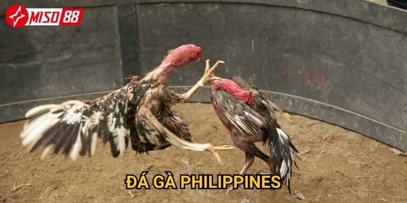 Tại sao đá gà Philippines lại là điểm nhấn tại Miso88? 10 Tại sao đá gà Philippines lại là điểm nhấn tại Miso88?