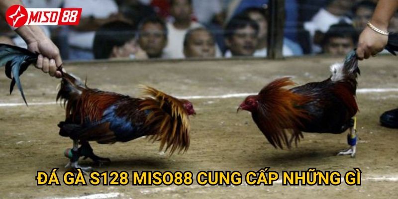 Làm thế nào để tận hưởng đá gà S128 tại Miso88 tốt nhất? 2 Đá gà S128 Miso88 cung cấp những gì?