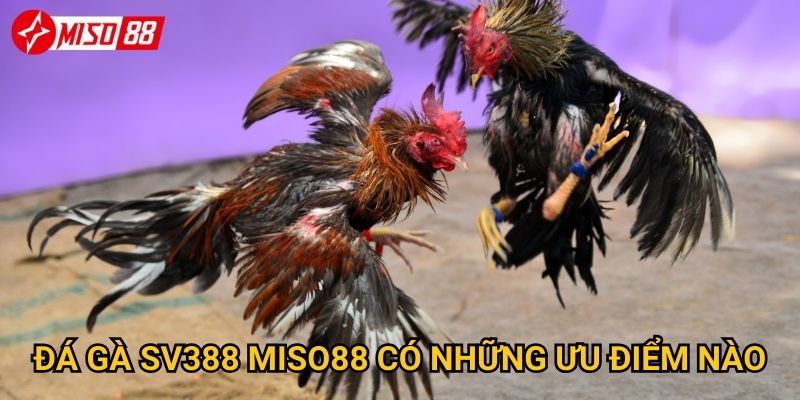 Đá gà SV388 Miso88 có những ưu điểm nào?