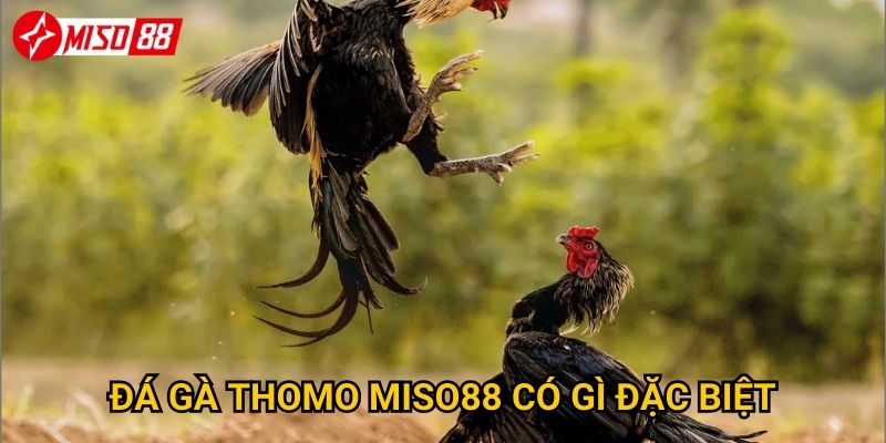 Đá gà Thomo Miso88 có gì đặc biệt?