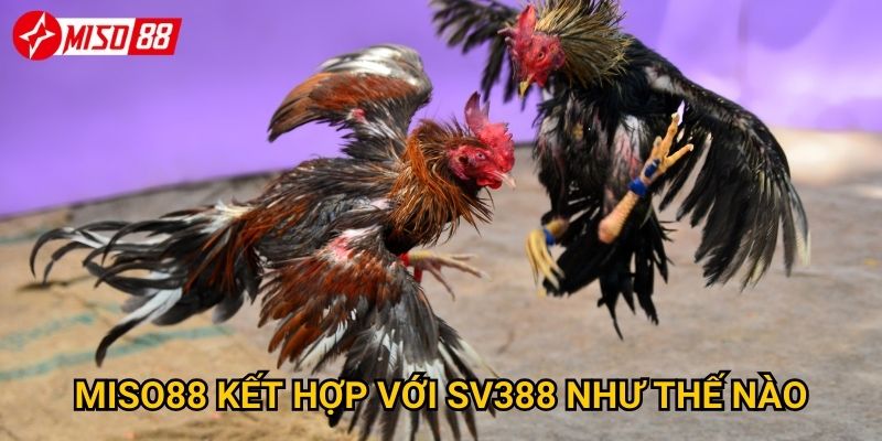 Miso88 kết hợp với SV388 như thế nào?