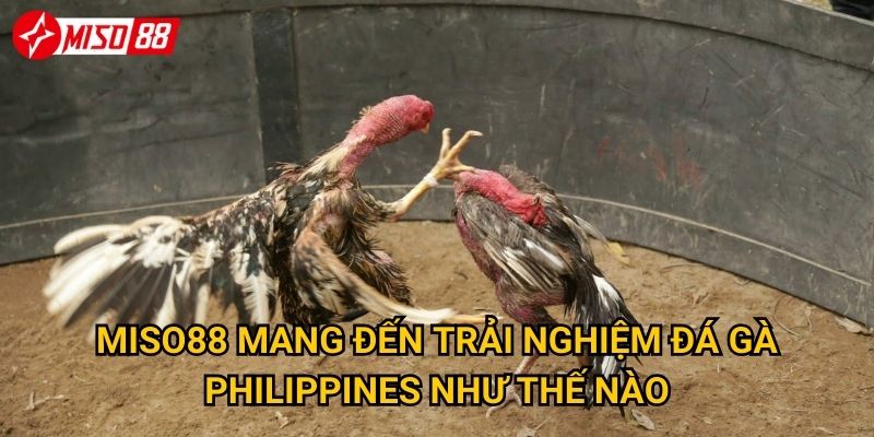 Tại sao đá gà Philippines lại là điểm nhấn tại Miso88? 3 Miso88 mang đến trải nghiệm đá gà Philippines như thế nào?
