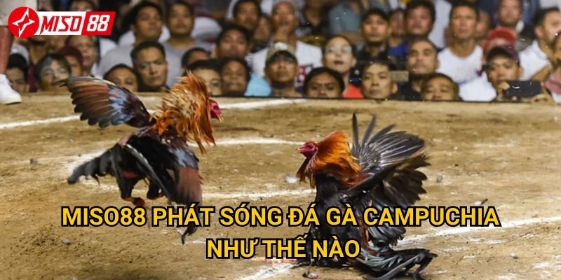 Điều gì khiến đá gà Campuchia Miso88 thu hút người chơi? 3 Miso88 phát sóng đá gà Campuchia như thế nào?