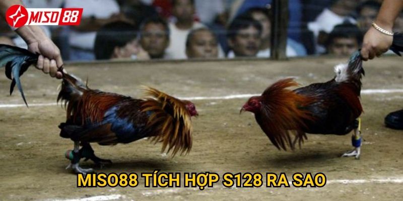 Làm thế nào để tận hưởng đá gà S128 tại Miso88 tốt nhất? 3 Miso88 tích hợp S128 ra sao?