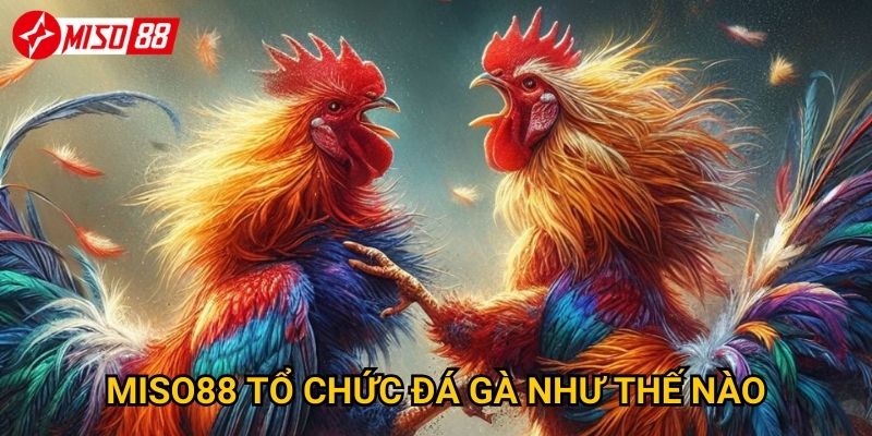 Vì sao đá gà Miso88 lại hấp dẫn người chơi đến vậy? 2 Miso88 tổ chức đá gà như thế nào?